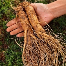 Нойтон шинэ хүн орхоодой Ginseng Хүн орхоодой